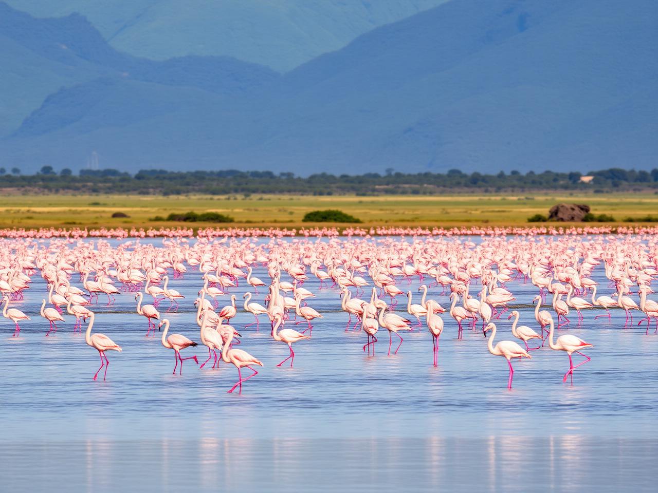 Pink flamingos wading at Lake Nakuru with hills behind
